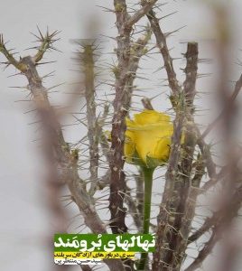 نهال های برومند